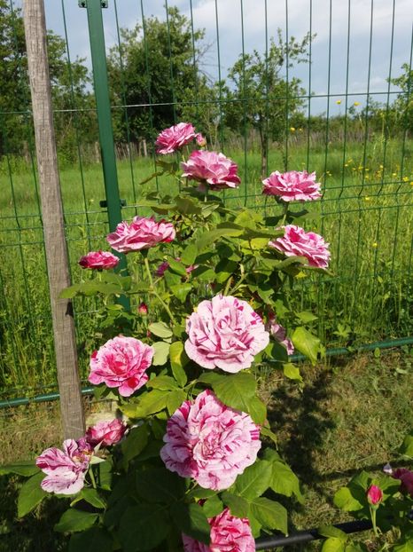 FERDINAND PICHARD - TRANDAFIRII DIN GRADINA