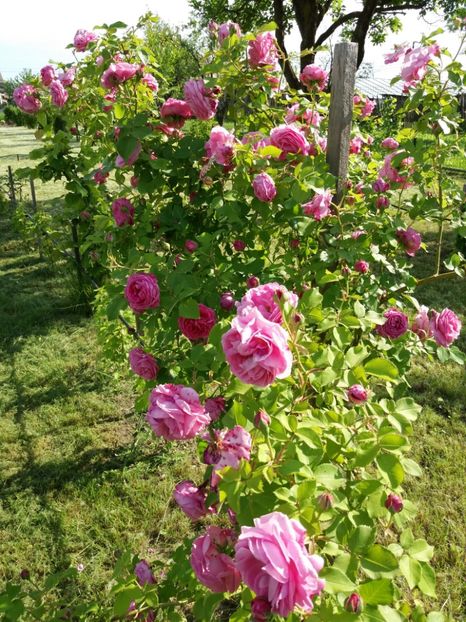 LOUISE ODIER - TRANDAFIRII DIN GRADINA