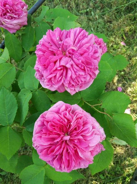 YOLANDE d'ARAGON - TRANDAFIRII DIN GRADINA