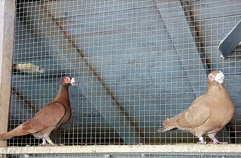  - CARUNCULATI Pentru 2020