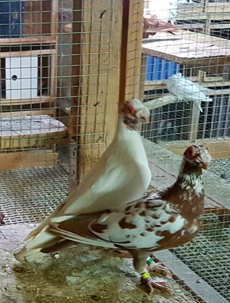  - CARUNCULATI Pentru 2020