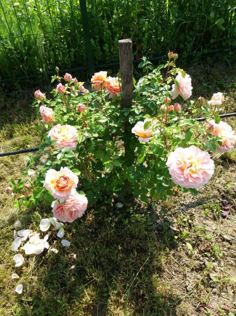 A.D. - TRANDAFIRII DIN GRADINA