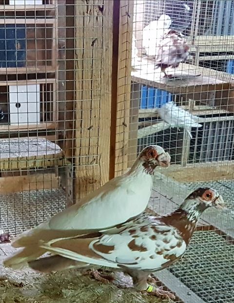  - CARUNCULATI Pentru 2020