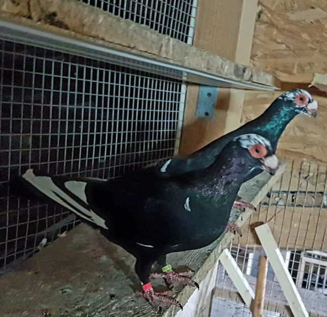  - CARUNCULATI Pentru 2020