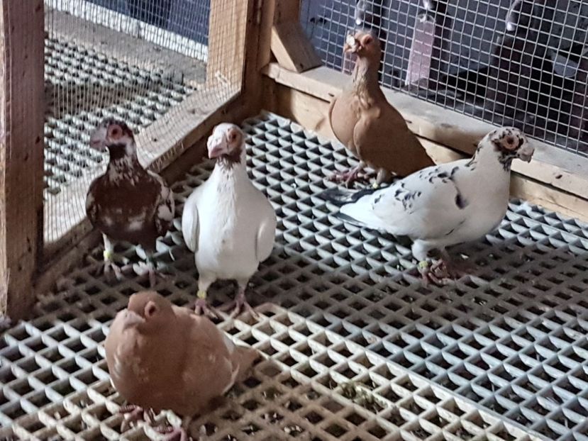  - CARUNCULATI Pentru 2020