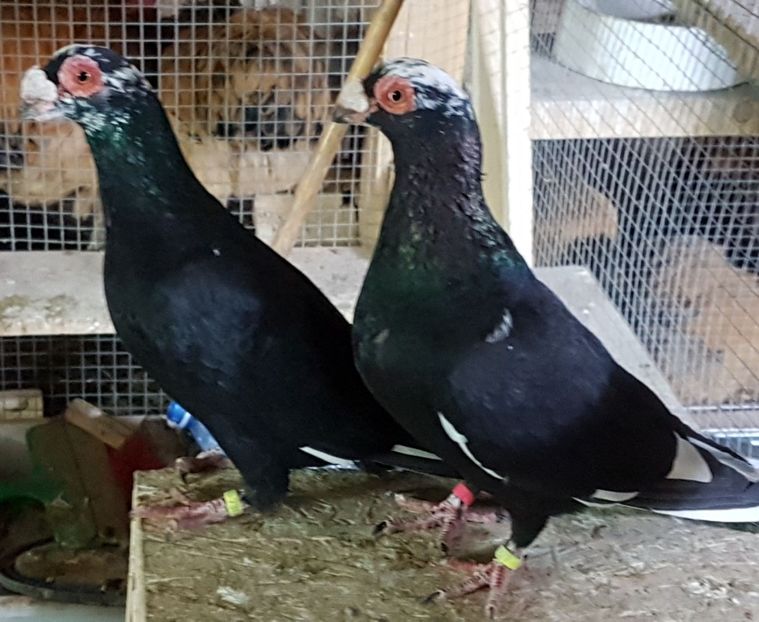  - CARUNCULATI Pentru 2020