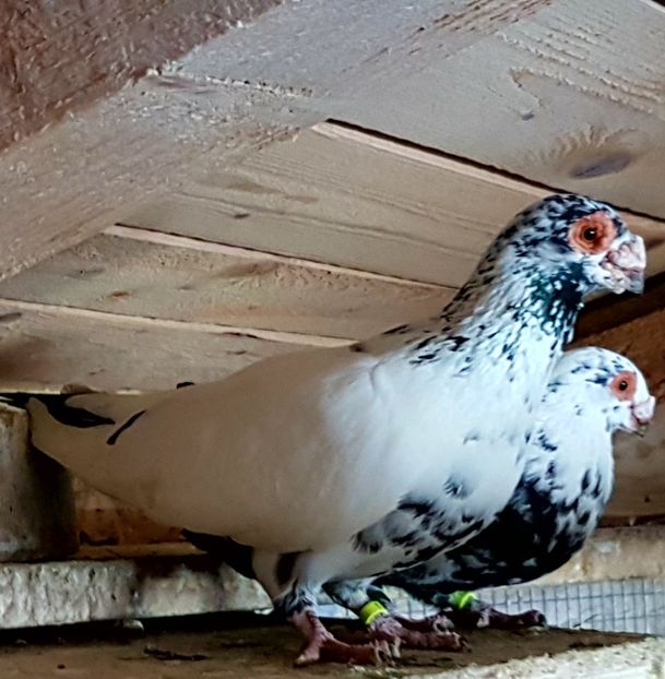  - CARUNCULATI Pentru 2020