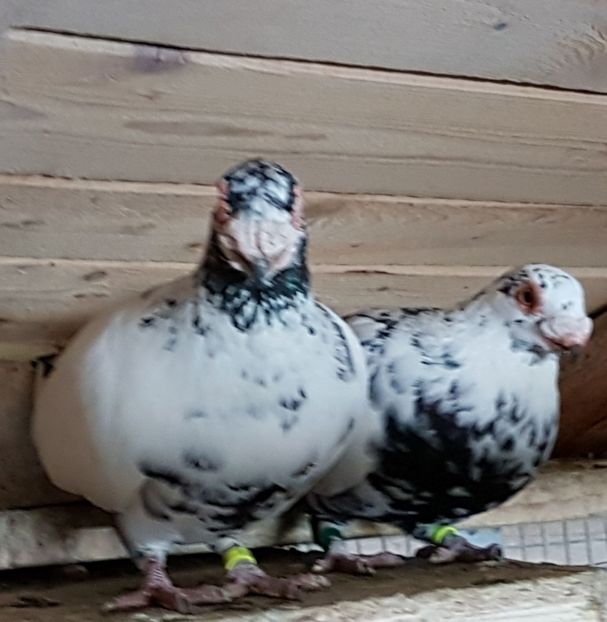  - CARUNCULATI Pentru 2020