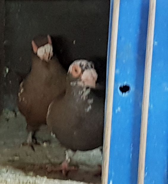  - CARUNCULATI Pentru 2020