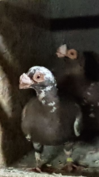  - CARUNCULATI Pentru 2020