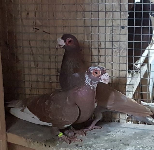  - CARUNCULATI Pentru 2020