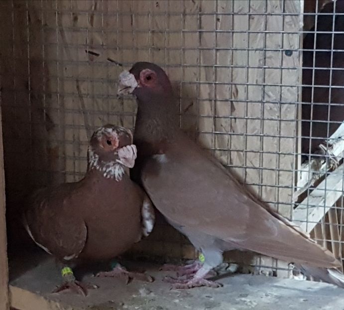  - CARUNCULATI Pentru 2020