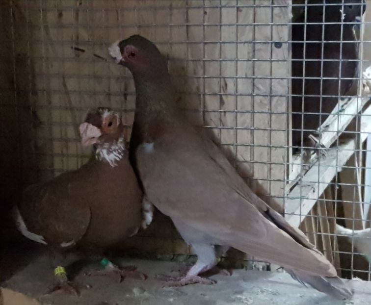  - CARUNCULATI Pentru 2020