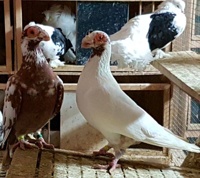  - CARUNCULATI Pentru 2020