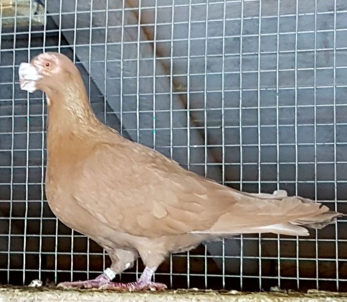  - CARUNCULATI Pentru 2020