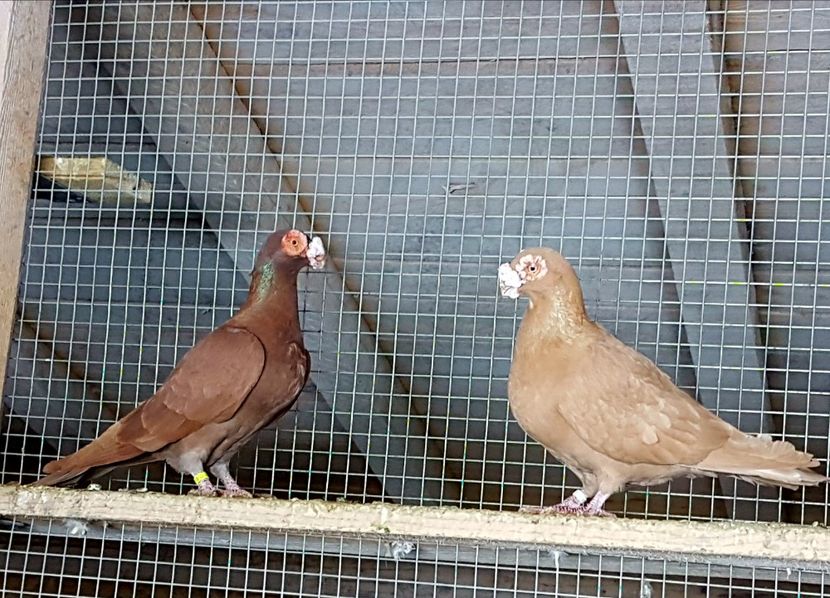  - CARUNCULATI Pentru 2020