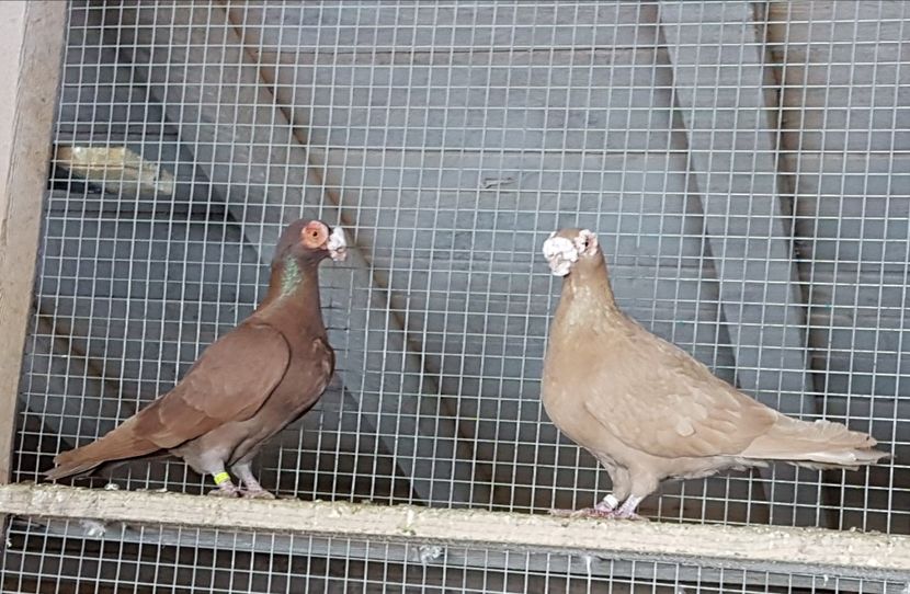  - CARUNCULATI Pentru 2020