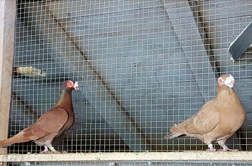  - CARUNCULATI Pentru 2020