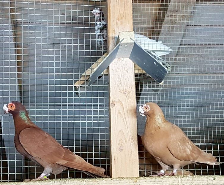  - CARUNCULATI Pentru 2020