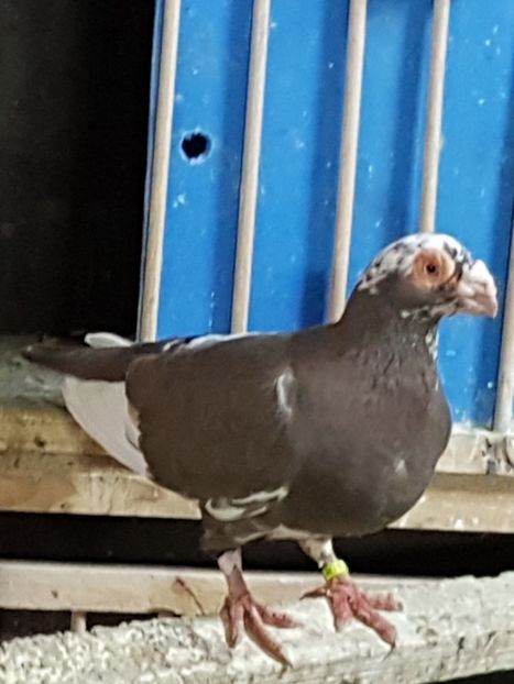  - CARUNCULATI Pentru 2020