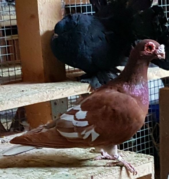  - CARUNCULATI Pentru 2020