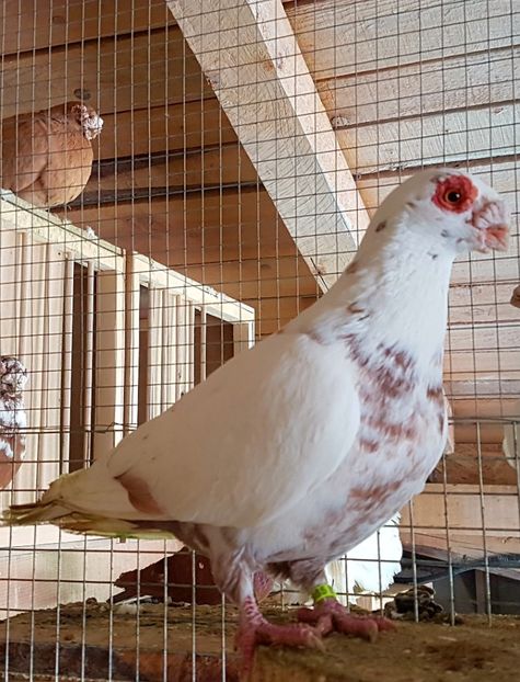  - CARUNCULATI Pentru 2020