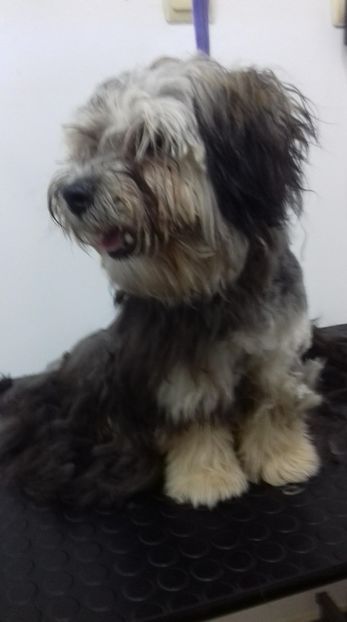 28944516_2114586898612470_2042952332_o - cosmetica canina