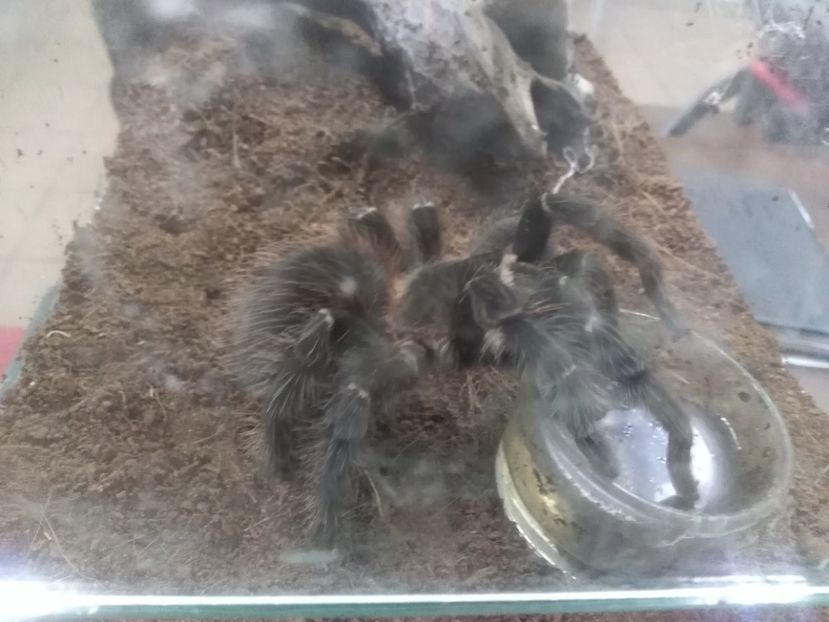  - TARANTULE