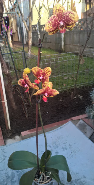 orhidee valynedelcu@yahoo.com 0154 - orhidee