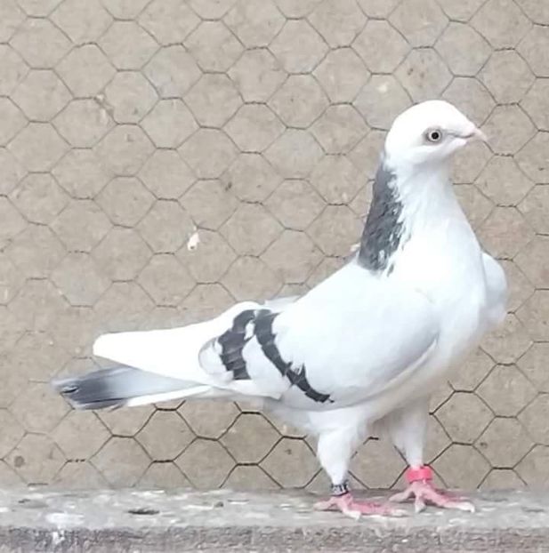 received_1873825082689954 - porumbei provenienta Armando Turda