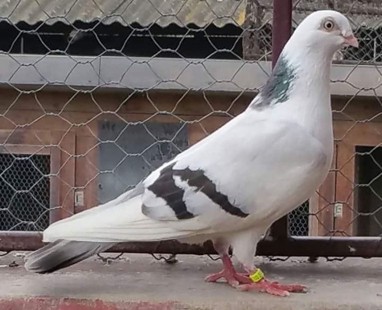 received_1873824856023310 - porumbei provenienta Armando Turda