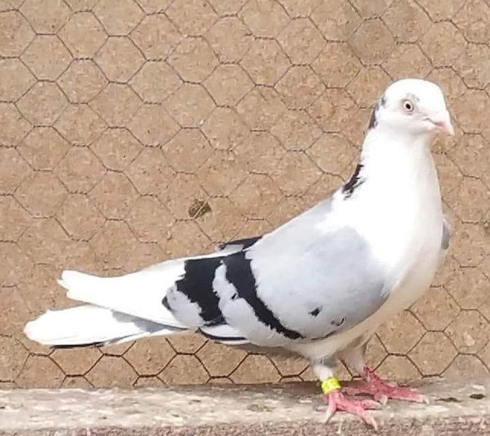 received_1873822136023582 - porumbei provenienta Armando Turda