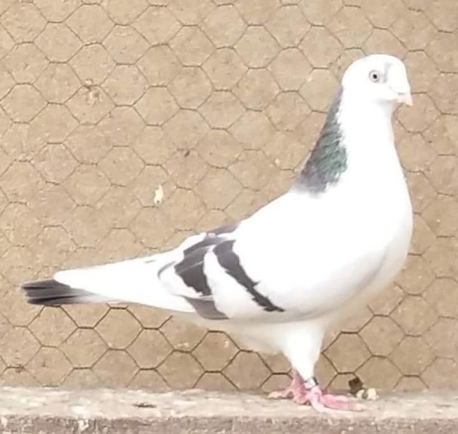 received_1873821012690361 - porumbei provenienta Armando Turda