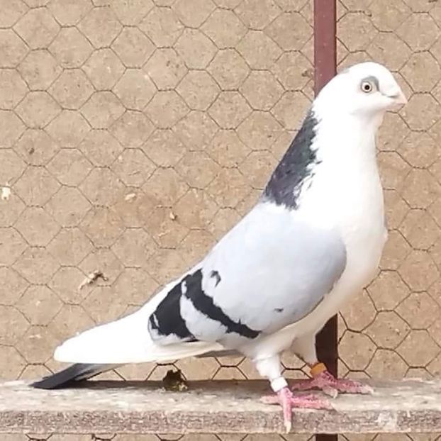 received_1873817449357384 - porumbei provenienta Armando Turda