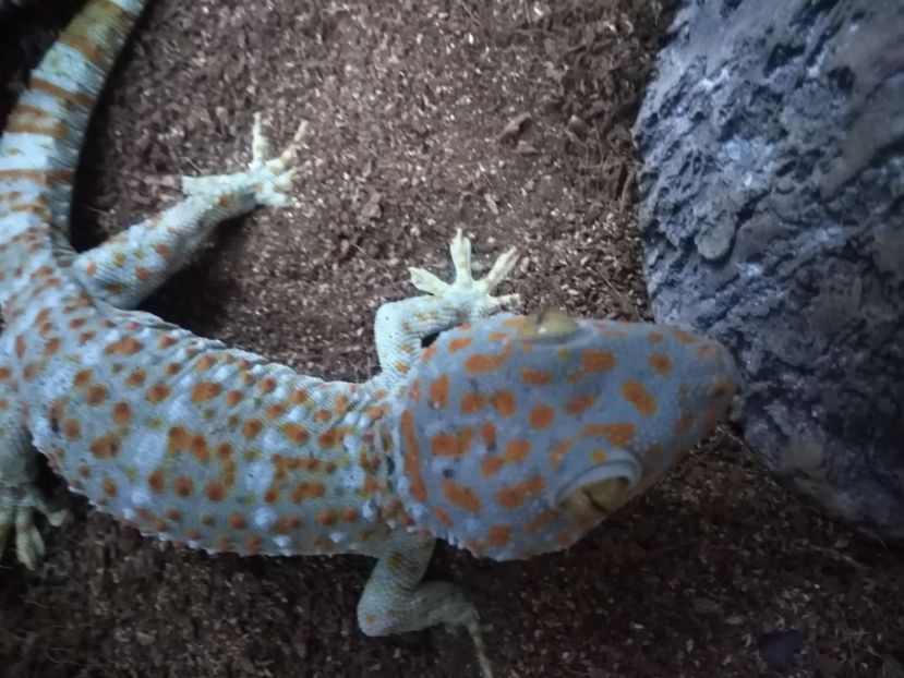  - GECKO TOKAY