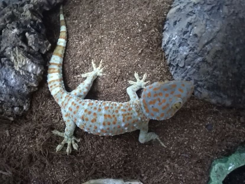  - GECKO TOKAY