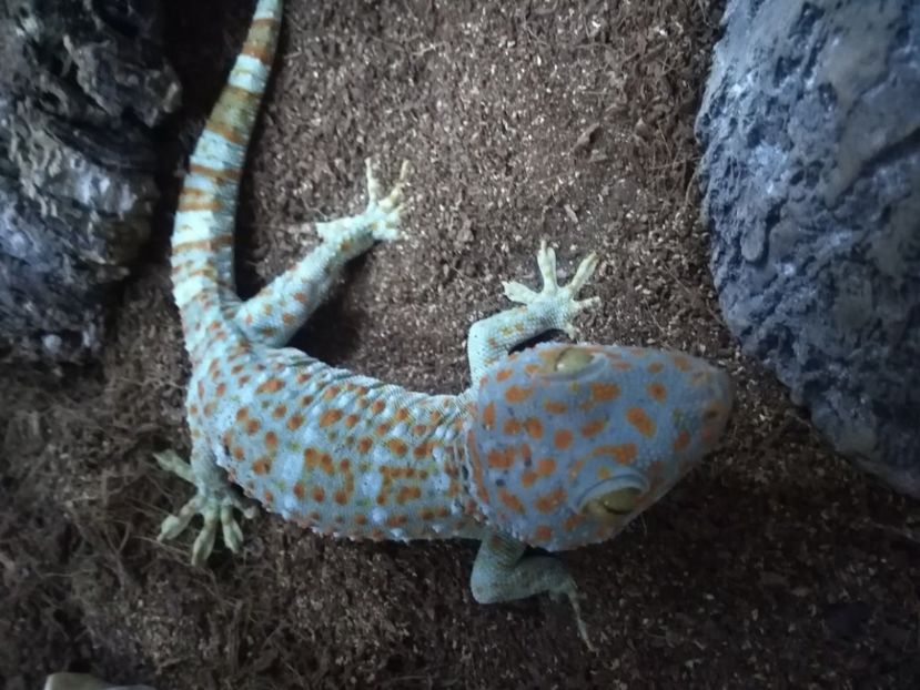  - GECKO TOKAY