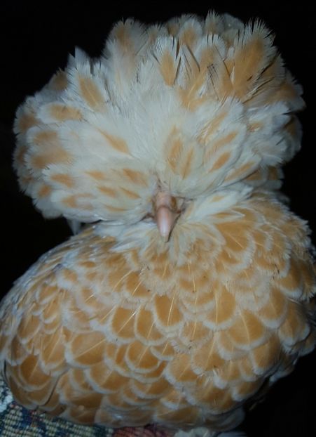  - A- Paduana Chamoise 2019-2020