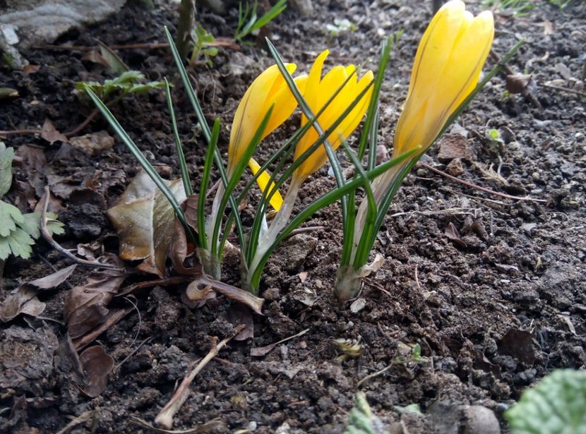 13 martie - gradina 2018