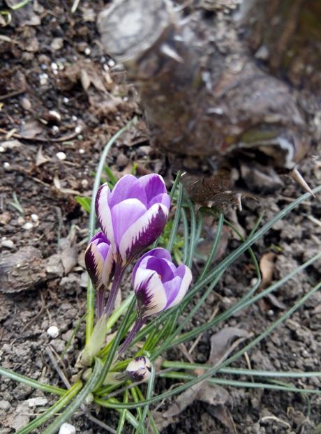 13 martie - gradina 2018