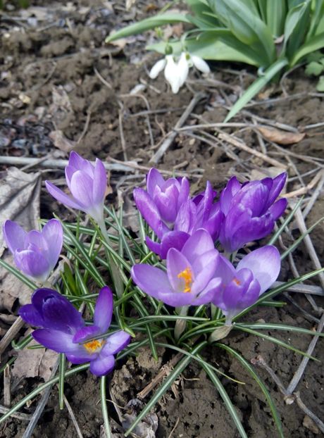 13 martie - gradina 2018