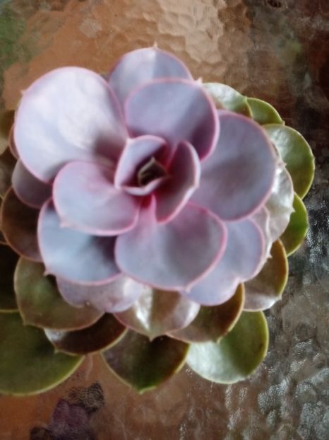 EcheveriaMagicalRed - Echeveria si alte suculente asemanatoare