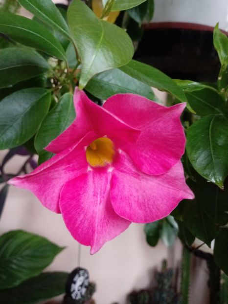  - Dipladenia-Allamanda