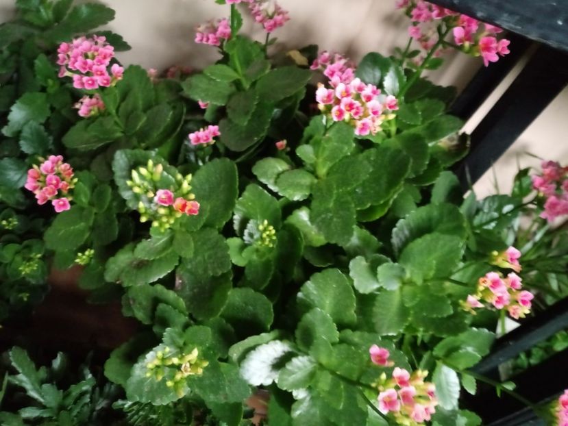  - Kalanchoe blossfeldiana si alte tipuri