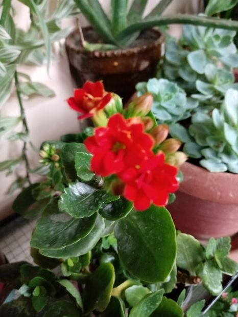  - Kalanchoe blossfeldiana si alte tipuri