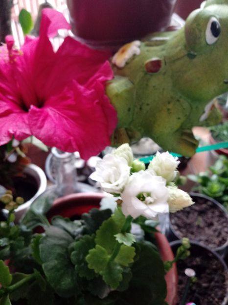  - Kalanchoe blossfeldiana si alte tipuri