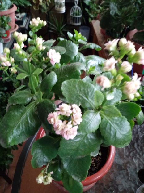  - Kalanchoe blossfeldiana si alte tipuri