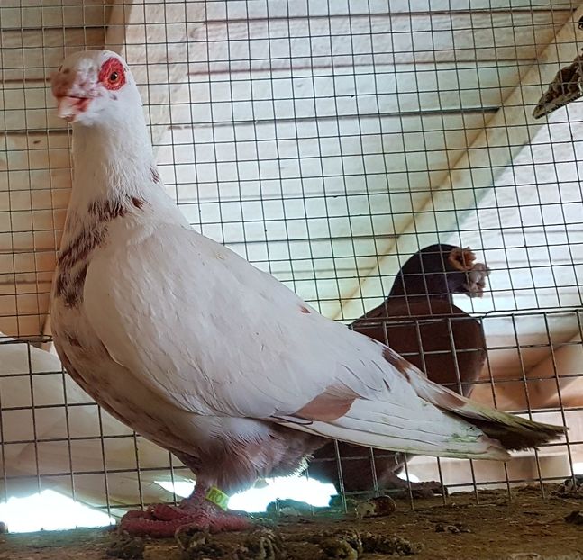  - CARUNCULATI Pentru 2020