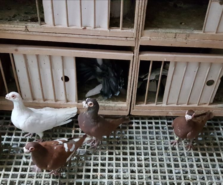  - CARUNCULATI Pentru 2020