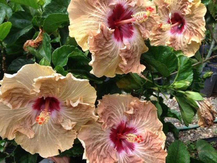 Tahitian French Toast - Hibiscus Tahitian French Toast